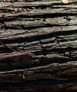 Ahşap&Ağaç Posterleri