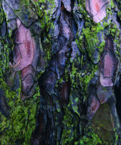 Ahşap&Ağaç Posterleri