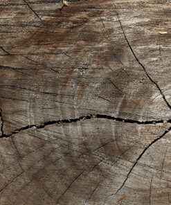 Ahşap&Ağaç Posterleri