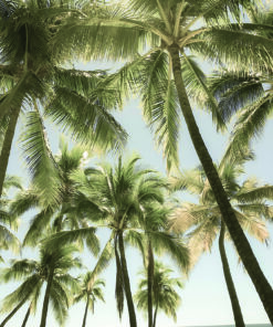 Ahşap&Ağaç Posterleri