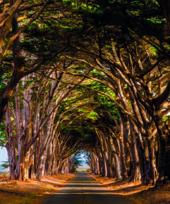 Ahşap&Ağaç Posterleri