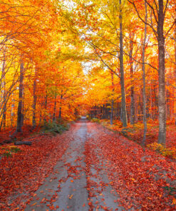 Ahşap&Ağaç Posterleri