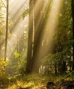 Ahşap&Ağaç Posterleri