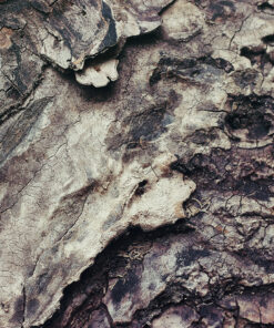 Ahşap&Ağaç Posterleri