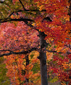 Ahşap&Ağaç Posterleri