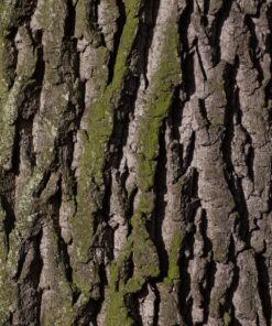 Ahşap&Ağaç Posterleri