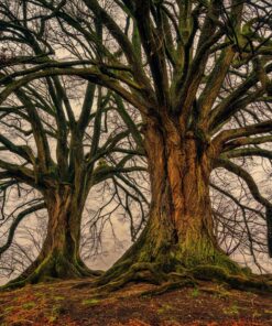 Ahşap&Ağaç Posterleri