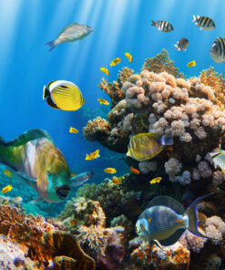 Deniz&Gökyüzü Posterleri